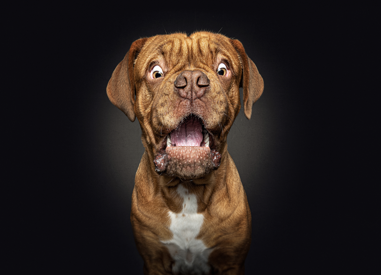Radius Toothbrushes / Surprised Dogs case study
